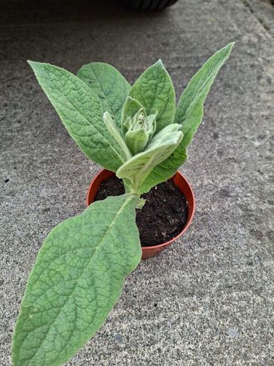 Verbascum thapsus (Common Mullein)