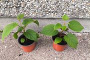 Kiwi Vine Pot(Sun Gold)