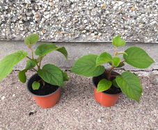 Kiwi Vine Pot(Sun Gold)