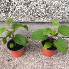 Kiwi Vine Pot(Sun Gold)