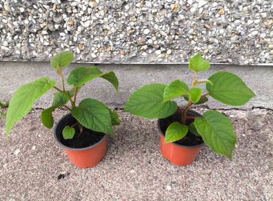 Kiwi Vine Pot(Sun Gold)