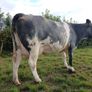 In calf heifers for Elphin Image 5