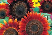 (S) Sunflower Abendsonne seeds 1g (30s) (415892)