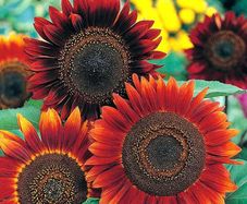(S) Sunflower Abendsonne seeds 1g (30s) (415892)