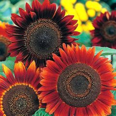 (S) Sunflower Abendsonne seeds 1g (30s) (415892)