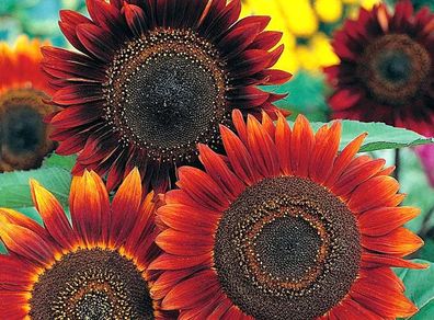 (S) Sunflower Abendsonne seeds 1g (30s) (415892)