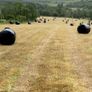 Hay Round bales Itilian rye grass Image 2