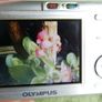 OLYMPUS C505 Digital Camera 6,0MP , Card ,runs on AA batteries Tested Image 6