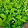 Laurel Hedging Image 2