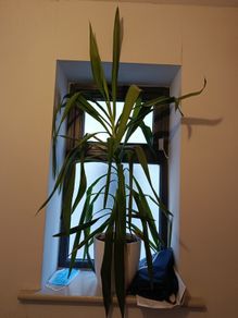 yucca plant