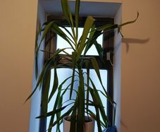 yucca plant