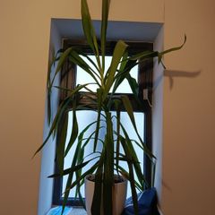 yucca plant