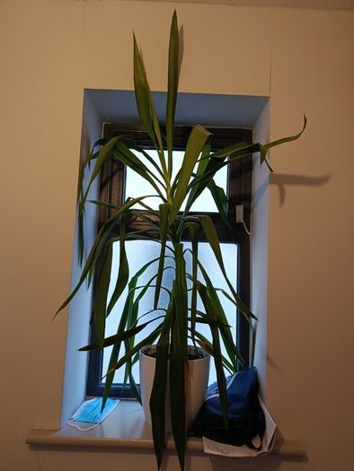 yucca plant