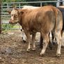 4 super bulling heifers Image 2