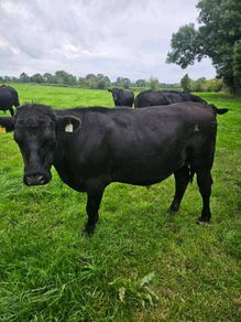 Aberdeen Angus bullocks