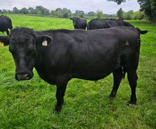 Aberdeen Angus bullocks