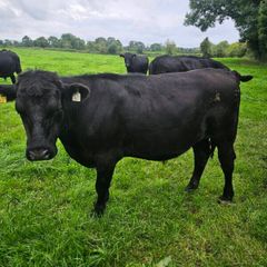 Aberdeen Angus bullocks