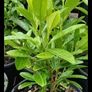 Healthy Laurel Hedging - 12 to 18 inches tall - In 2 litre pots - Ready to Plant Now Image 2