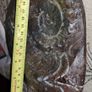 Ammonite statue Image 4