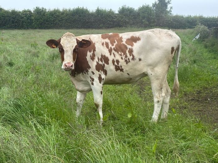 Autumn calving heifers for sale