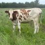 Autumn calving heifers for sale Image 6