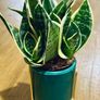 Sansevieria Mix in 9cm decorative pot Image 2