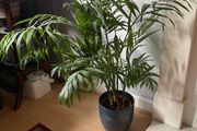 Parlour palm houseplant