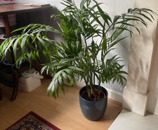 Parlour palm houseplant