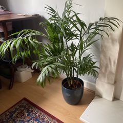 Parlour palm houseplant