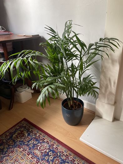 Parlour palm houseplant
