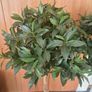 Set of 2 Artificial Trees Image 2