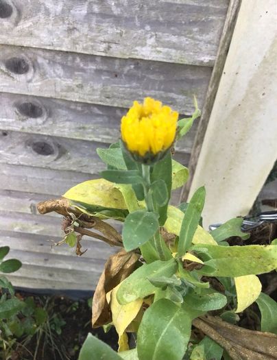 Euro3 for 250+ assorted Marigold seeds