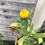 Euro3 for 250+ assorted Marigold seeds Image 10
