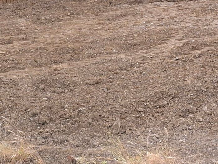 Free Soil