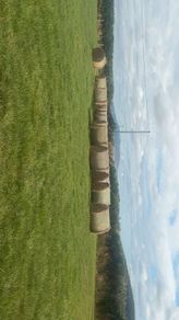 Hay for sale
