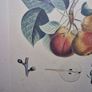 Antique engraving Duhamel, Poiteau, & Turpin - Pears Image 3