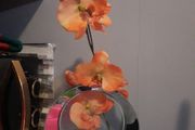 orange orchids in mirror glass vase