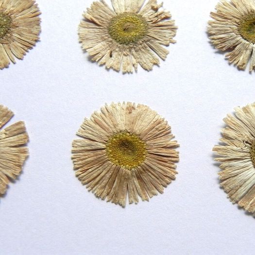 Daisies - Pressed Flowers for Crafting,`21 Pieces, Pink and White