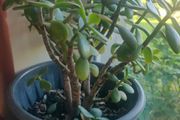 plant