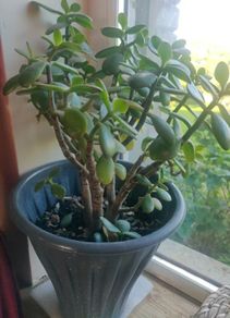 plant