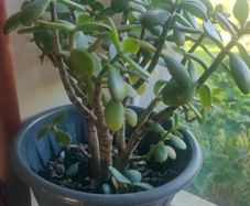 plant