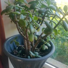 plant