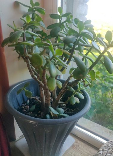 plant