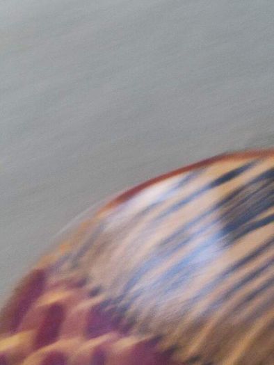 African Leopard Drinking Fruit Bowl and hand made carved wood.