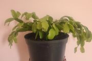 Christmas Cactus House plant