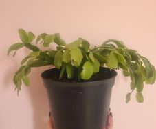 Christmas Cactus House plant