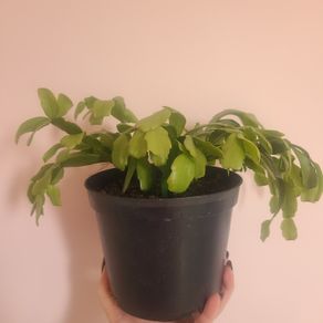 Christmas Cactus House plant