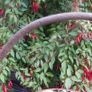 Antique Copper Pot or Planter Image 6