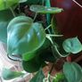 Plant Image 2