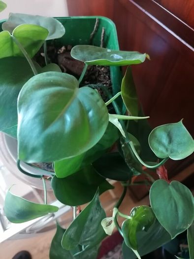 Plant